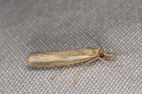 Agriphila tristella