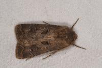 Agrotis bigramma