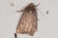 Amphipyra tragopoginis