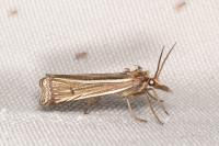 Ancylolomia tentaculella