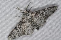 Biston betularia