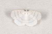 Cabera pusaria