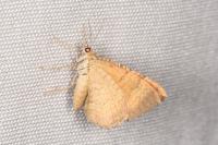 Camptogramma bilineata