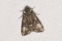 Craniophora ligustri