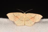 Cyclophora punctaria