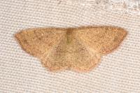 Cyclophora ruficiliaria