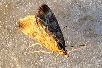 Pyrausta despicata