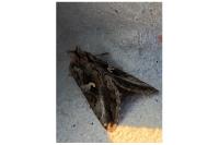 Autographa gamma