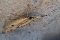 Agriphila inquinatella