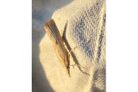 Agriphila inquinatella