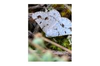 Dyscia fagaria albidaria