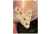 Dyscia fagaria albidaria