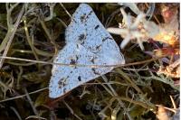 Dyscia fagaria albidaria