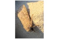 Luperina testacea
