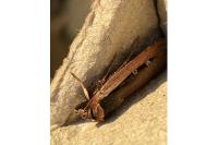 Ochropleura leucogaster