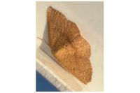 Cyclophora puppillaria