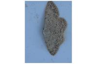 Scopula marginepunctata