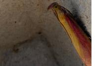 Oncocera semirubella