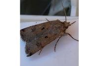 Agrotis trux