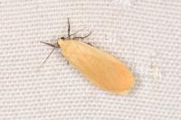 Wittia sororcula