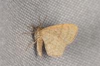 Euchoeca nebulata
