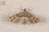 Gymnoscelis rufifasciata