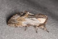 Harpyia milhauseri