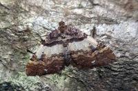 Earophila badiata