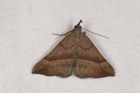 Hypena proboscidalis