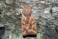 Conistra staudingeri