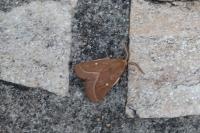 Lasiocampa trifolii trifolii