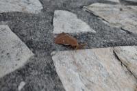 Lasiocampa trifolii trifolii