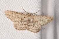 Hypomecis punctinalis