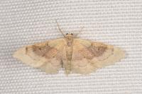 Idaea degeneraria