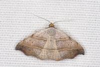Laspeyria flexula