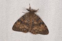 Lymantria dispar