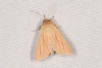 Mythimna pallens