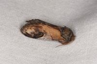 Notodonta ziczac