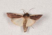 Ochropleura plecta