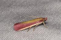 Oncocera semirubella