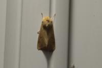 Mythimna pallens