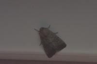 Hoplodrina ambigua