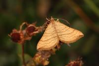 Carsia lythoxylata