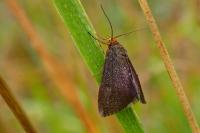 Evergestis aenealis