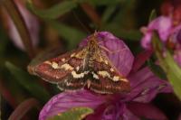 Pyrausta purpuralis