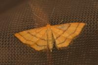 Idaea aureolaria