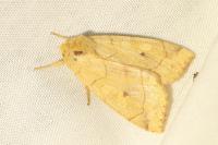 Enargia paleacea