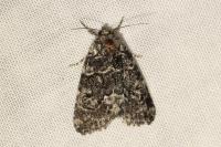 Bryophila galathea