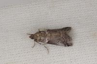 Acrobasis legatea