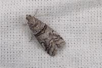 Acrobasis romanella